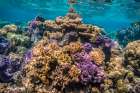 French Polynesia- Bora Bora. Close-up of coral garden. Art Print